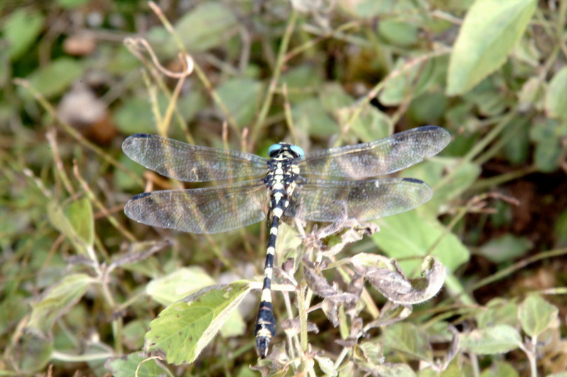 종류를 모르는 잠자리 한마리 --> 갈구리측범잠자리(노란측범잠자리)Onychogomphus ringens (Dragonfly); DISPLAY FULL IMAGE.