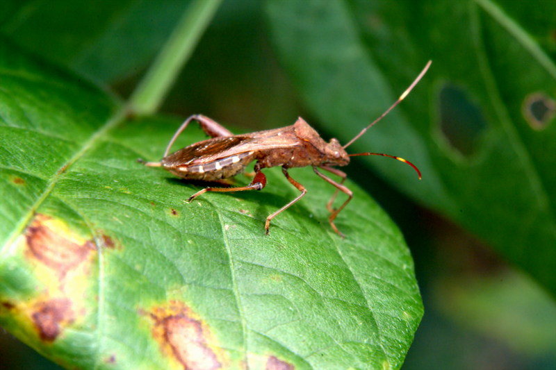 톱다리개미허리노린재 Riptortus clavatus (Bean Bug); DISPLAY FULL IMAGE.