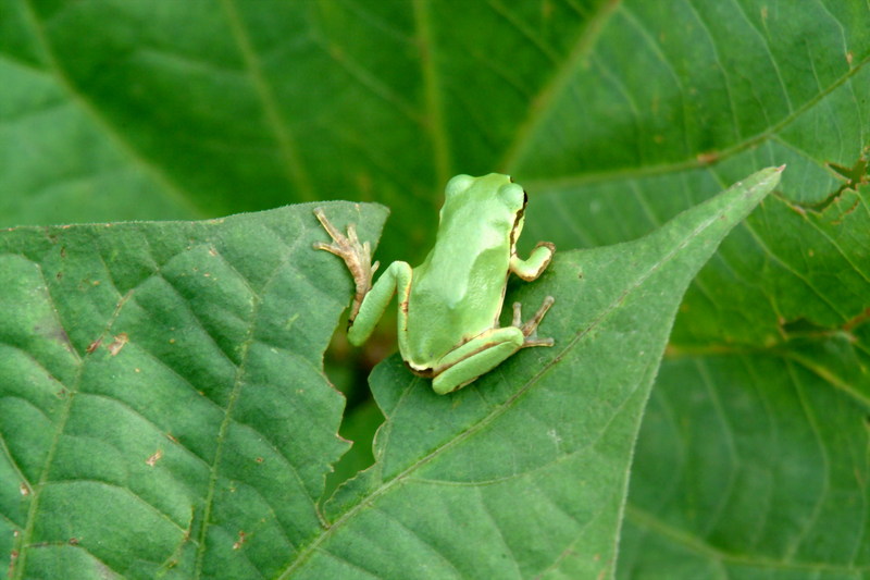 청개구리 Hyla arborea japonica (Far Eastern Treefrog); DISPLAY FULL IMAGE.
