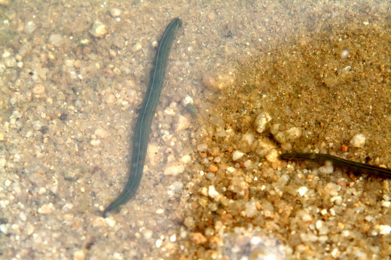 말거머리 Whitmania pigra (Horse-leech); DISPLAY FULL IMAGE.