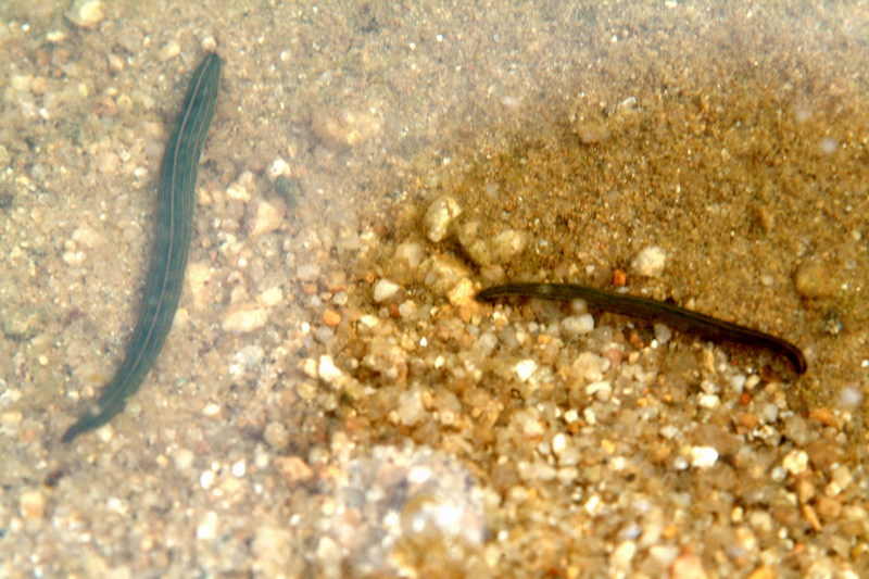 말거머리 Whitmania pigra (Horse-leech); DISPLAY FULL IMAGE.