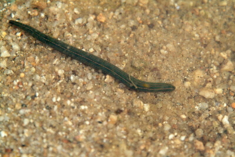 말거머리 Whitmania pigra (Horse-leech); DISPLAY FULL IMAGE.