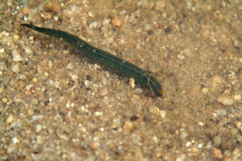 말거머리 Whitmania pigra (Horse-leech); DISPLAY FULL IMAGE.