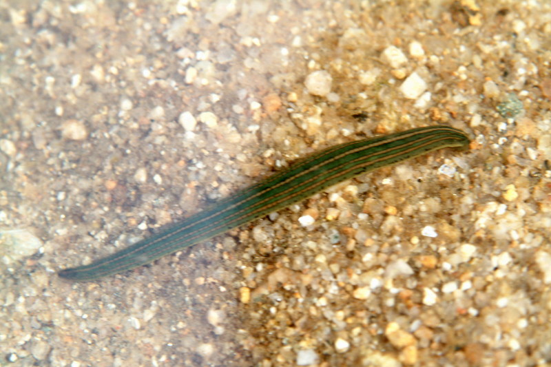 말거머리 Whitmania pigra (Horse-leech); DISPLAY FULL IMAGE.