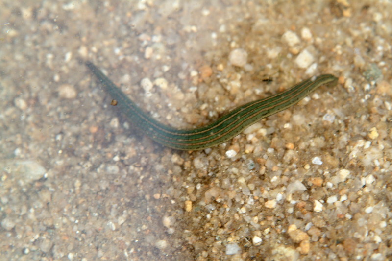 말거머리 Whitmania pigra (Horse-leech); DISPLAY FULL IMAGE.