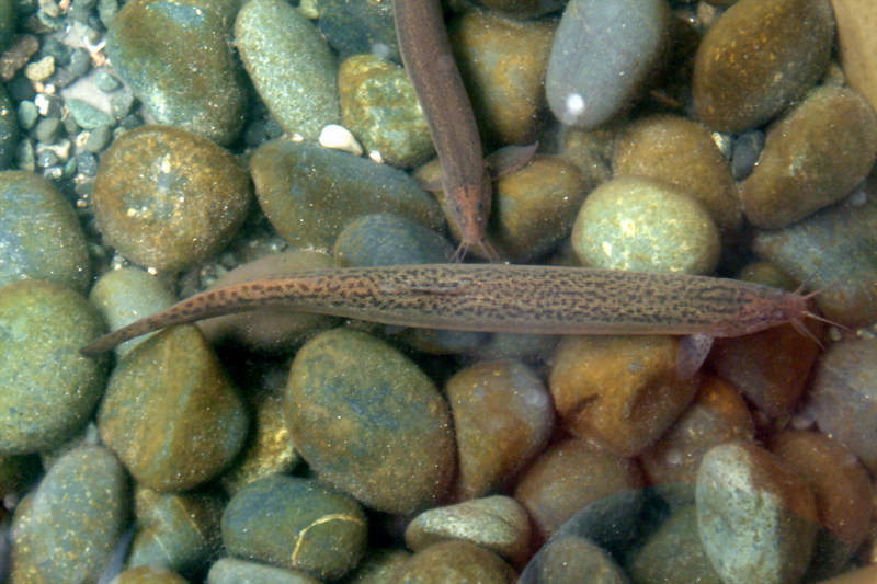 미꾸라지 Misgurnus mizolepis (Chinese Weather Loach); DISPLAY FULL IMAGE.