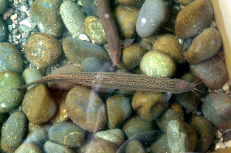 미꾸라지 Misgurnus mizolepis (Chinese Weather Loach); DISPLAY FULL IMAGE.