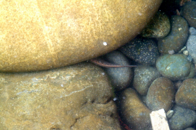 미꾸라지 Misgurnus mizolepis (Chinese Weather Loach); DISPLAY FULL IMAGE.