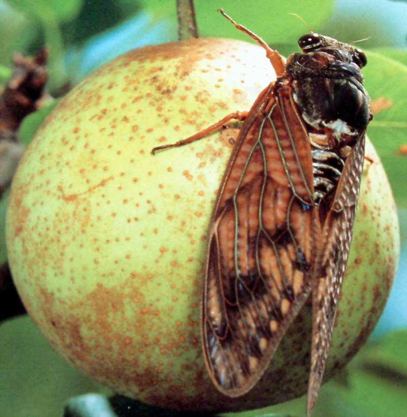 유지매미 Graptopsaltria nigrofuscata (Large Brown Cicada); DISPLAY FULL IMAGE.