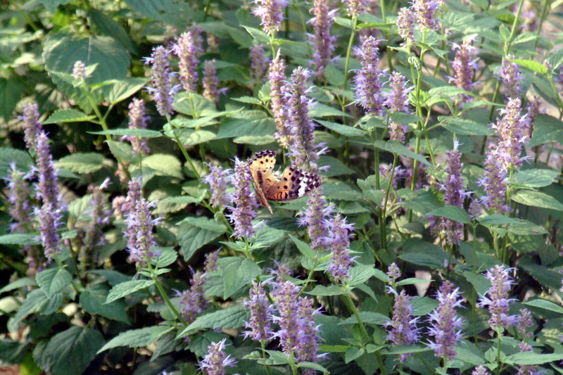 암끝검은표범나비(암컷) Argyreus hyperbius (Indian Fritillary Butterfly); DISPLAY FULL IMAGE.