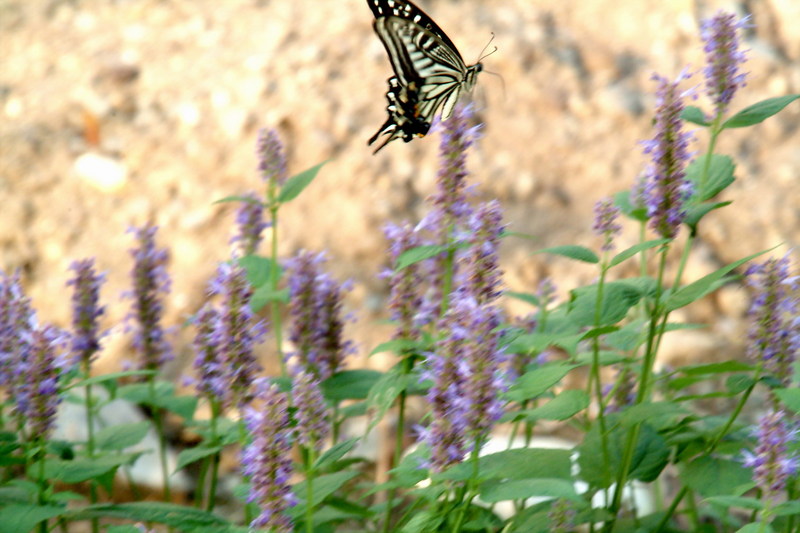 호랑나비 Papilio xuthus (Citrus Swallowtail); DISPLAY FULL IMAGE.