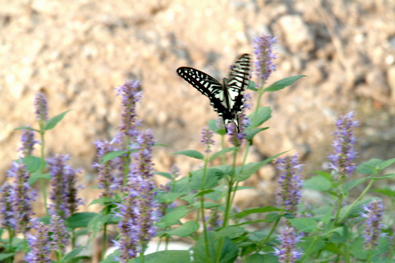 호랑나비 Papilio xuthus (Citrus Swallowtail); DISPLAY FULL IMAGE.