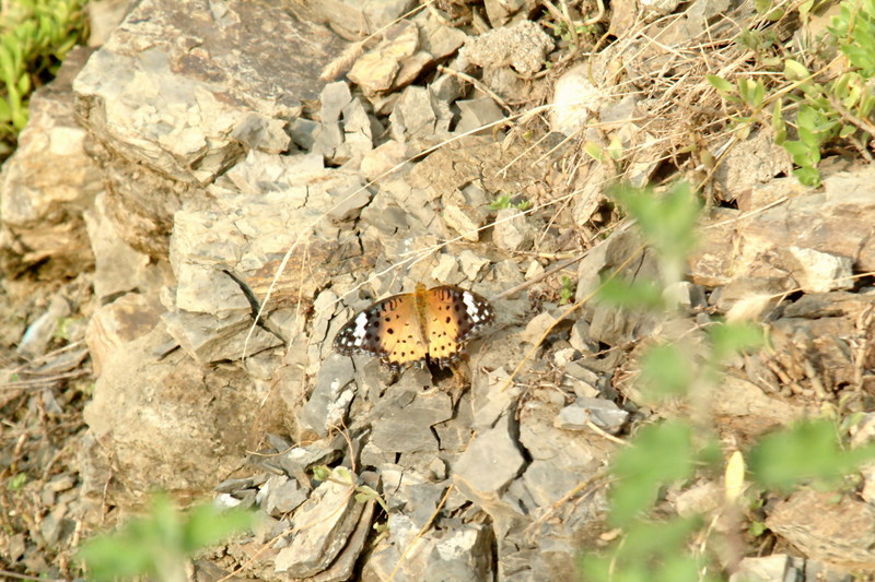 암끝검은표범나비(암컷) Argyreus hyperbius (Indian Fritillary Butterfly); DISPLAY FULL IMAGE.