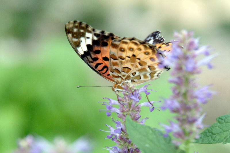 암끝검은표범나비(암컷) Argyreus hyperbius (Indian Fritillary Butterfly); DISPLAY FULL IMAGE.