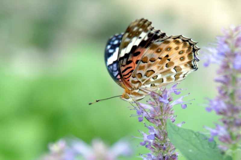 암끝검은표범나비(암컷) Argyreus hyperbius (Indian Fritillary Butterfly); DISPLAY FULL IMAGE.