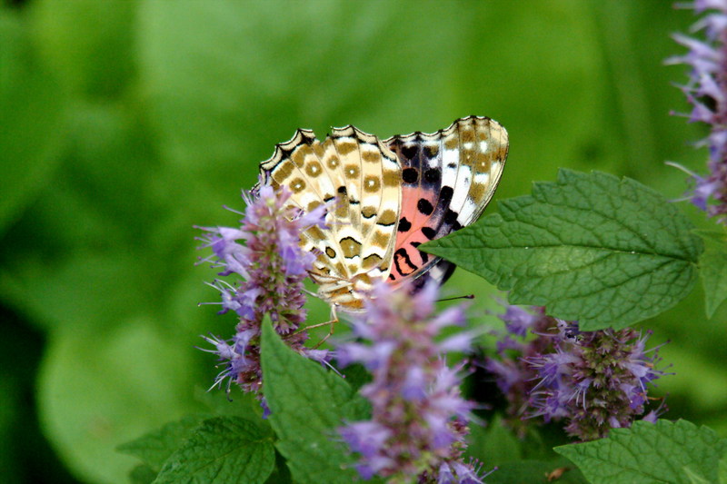 암끝검은표범나비(암컷) Argyreus hyperbius (Indian Fritillary Butterfly); DISPLAY FULL IMAGE.