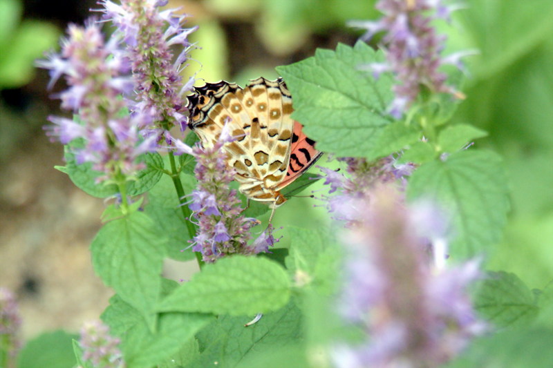 암끝검은표범나비(암컷) Argyreus hyperbius (Indian Fritillary Butterfly); DISPLAY FULL IMAGE.