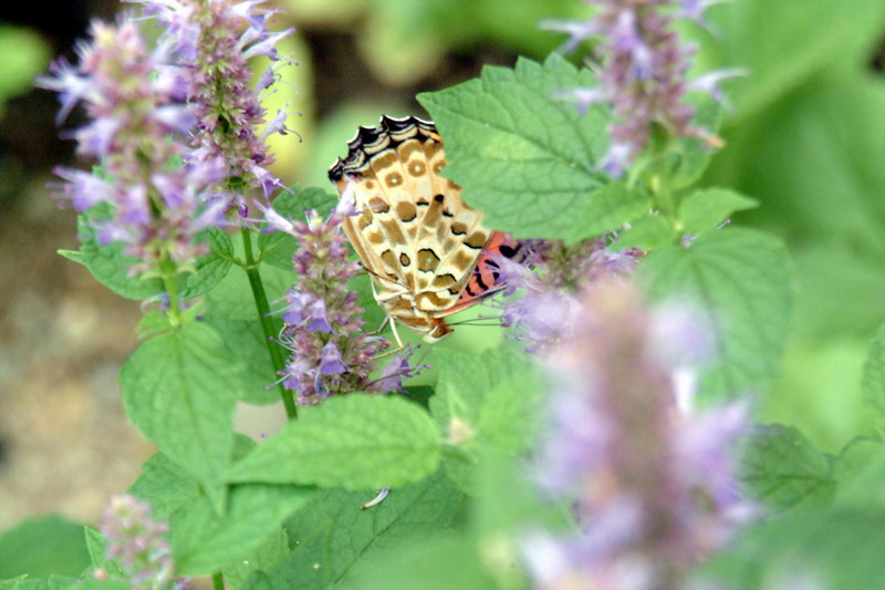 암끝검은표범나비(암컷) Argyreus hyperbius (Indian Fritillary Butterfly); DISPLAY FULL IMAGE.