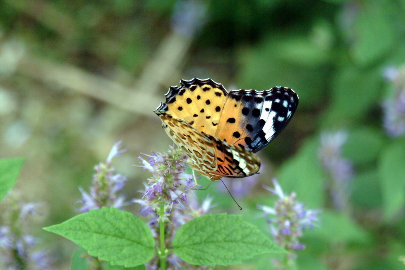 암끝검은표범나비(암컷) Argyreus hyperbius (Indian Fritillary Butterfly); DISPLAY FULL IMAGE.
