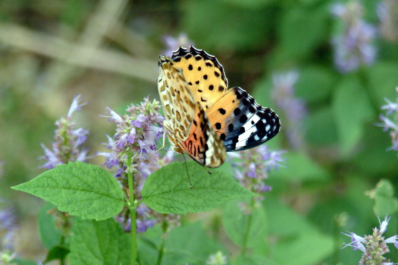 암끝검은표범나비(암컷) Argyreus hyperbius (Indian Fritillary Butterfly); DISPLAY FULL IMAGE.