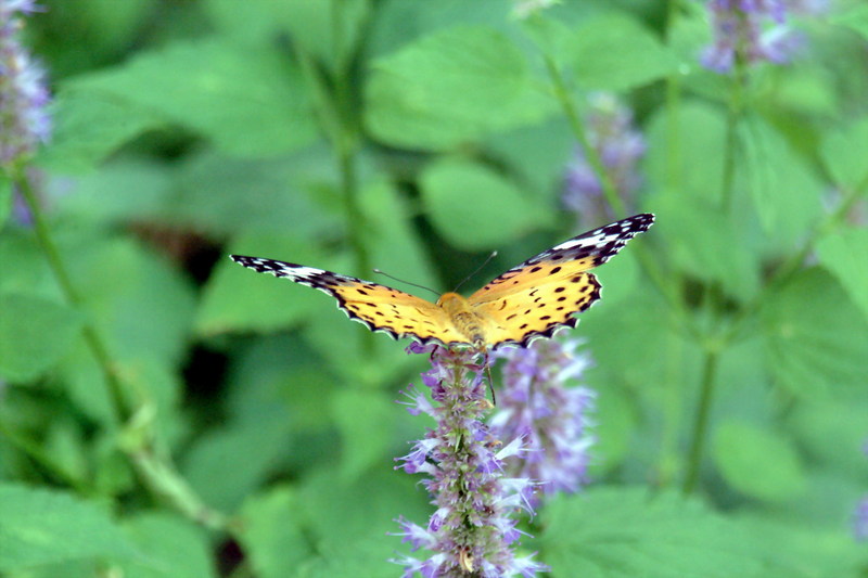 암끝검은표범나비(암컷) Argyreus hyperbius (Indian Fritillary Butterfly); DISPLAY FULL IMAGE.