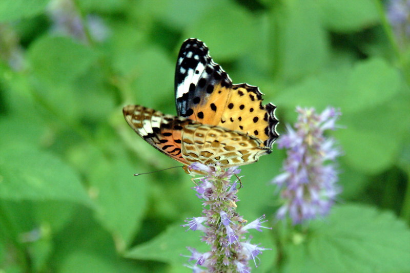 암끝검은표범나비(암컷) Argyreus hyperbius (Indian Fritillary Butterfly); DISPLAY FULL IMAGE.