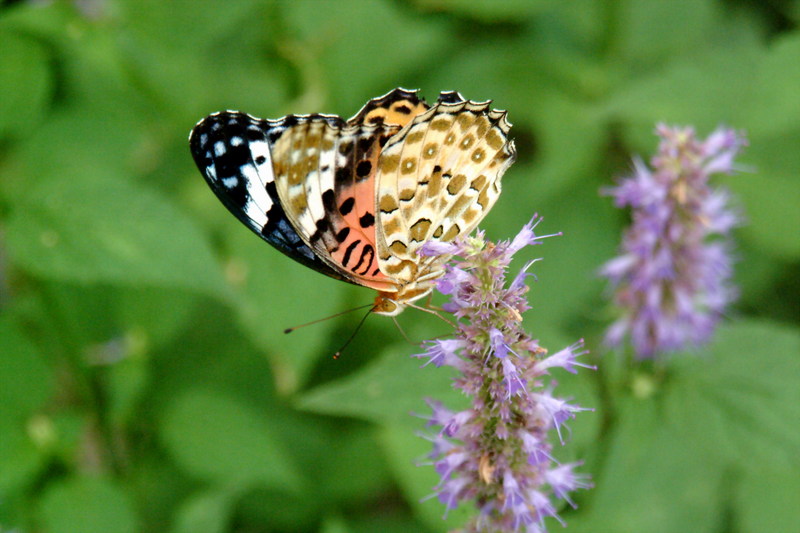 암끝검은표범나비(암컷) Argyreus hyperbius (Indian Fritillary Butterfly); DISPLAY FULL IMAGE.