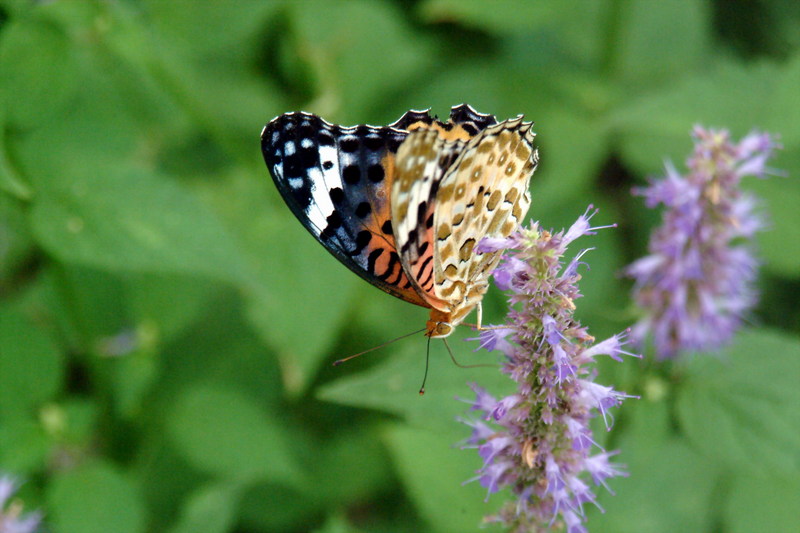 암끝검은표범나비(암컷) Argyreus hyperbius (Indian Fritillary Butterfly); DISPLAY FULL IMAGE.