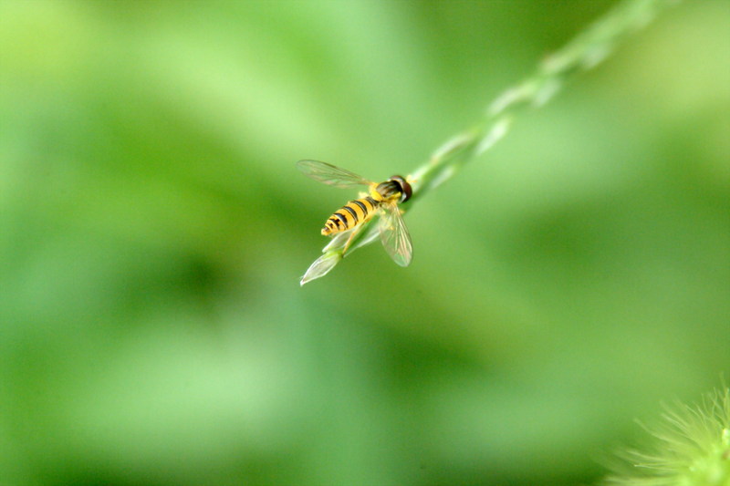 호리꽃등에 Episyrphus balteatus (Marmelade hoverfly)???; DISPLAY FULL IMAGE.