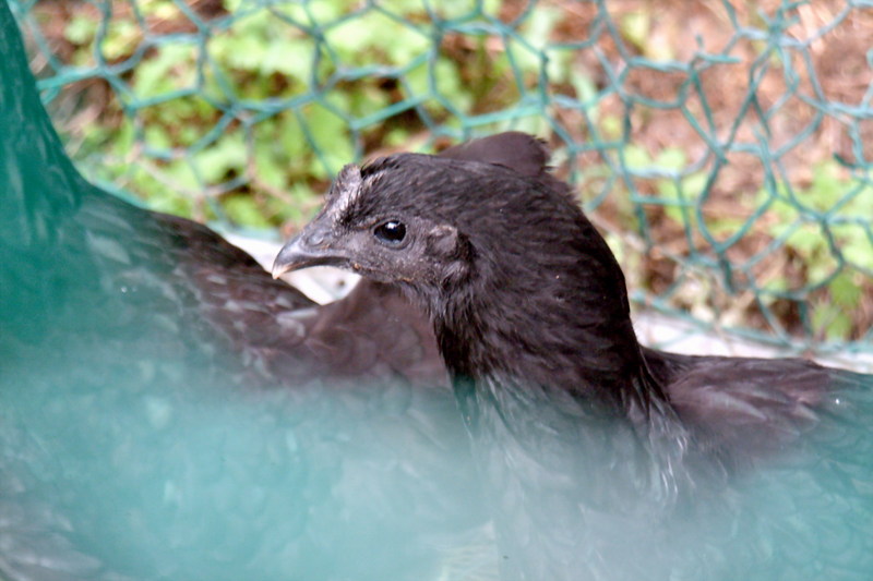 오골계 Gallus gallus domesticus (Korean Black Chicken); DISPLAY FULL IMAGE.