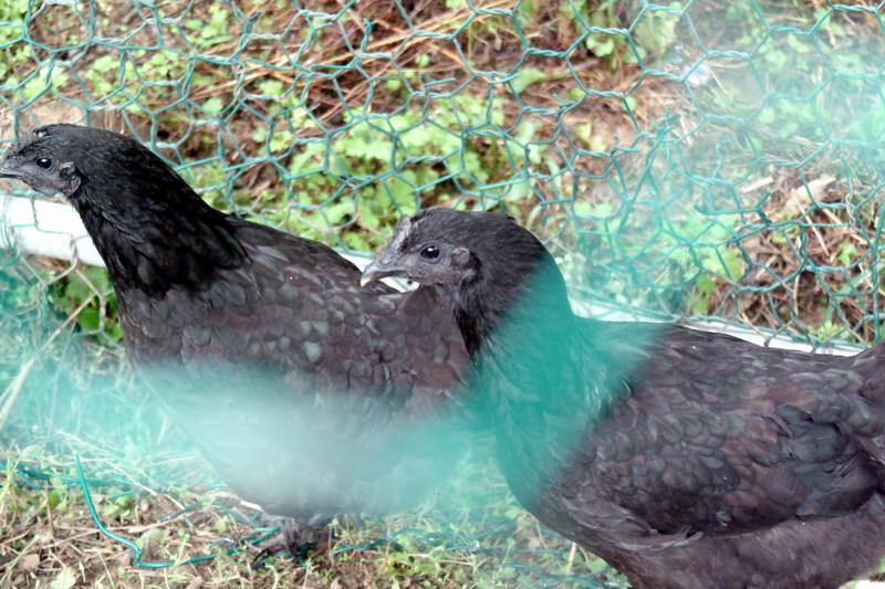 오골계 Gallus gallus domesticus (Korean Black Chicken); DISPLAY FULL IMAGE.