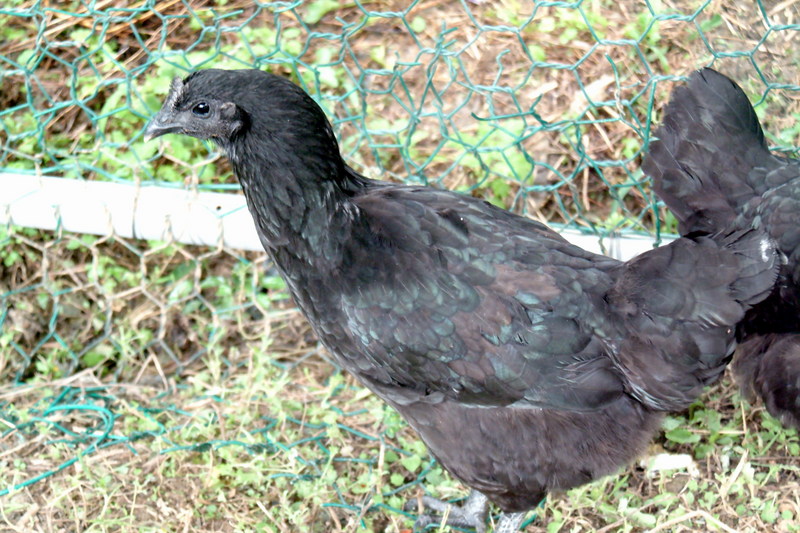 오골계 Gallus gallus domesticus (Korean Black Chicken); DISPLAY FULL IMAGE.