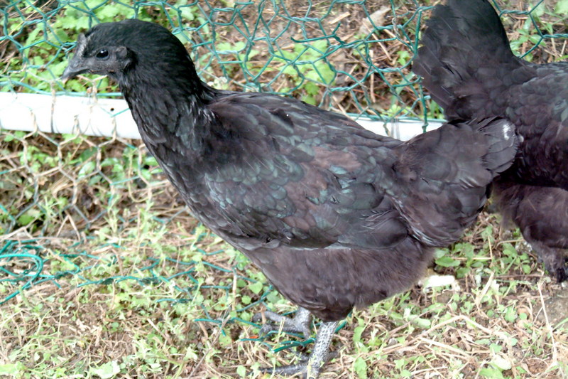 오골계 Gallus gallus domesticus (Korean Black Chicken); DISPLAY FULL IMAGE.