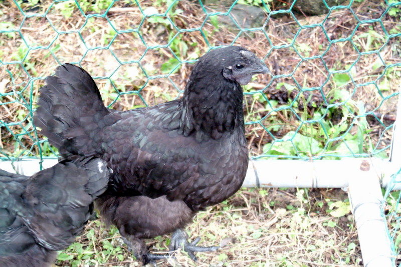 오골계 Gallus gallus domesticus (Korean Black Chicken); DISPLAY FULL IMAGE.