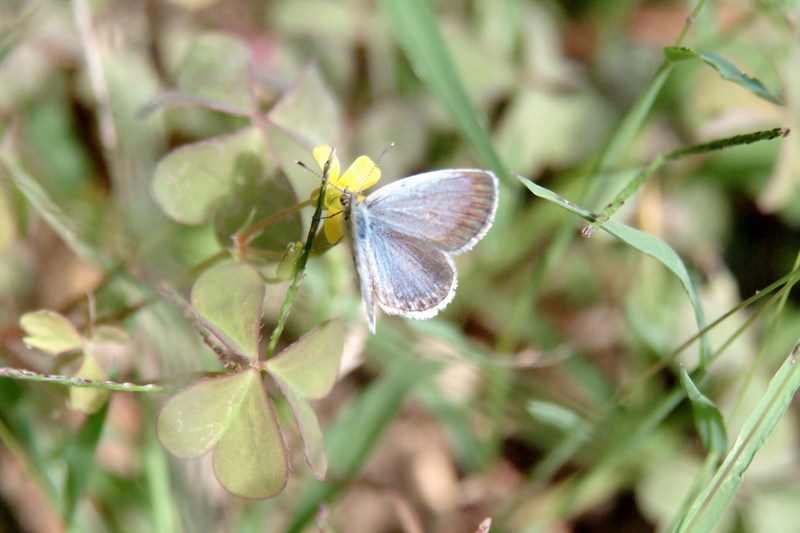 남방부전나비 Pseudozizeeria maha (Pale Grass Blue Butterfly); DISPLAY FULL IMAGE.