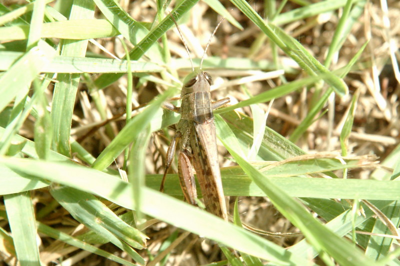 이름모를 메뚜기 종류 -- 등검은메뚜기(Black-backed Grasshopper); DISPLAY FULL IMAGE.