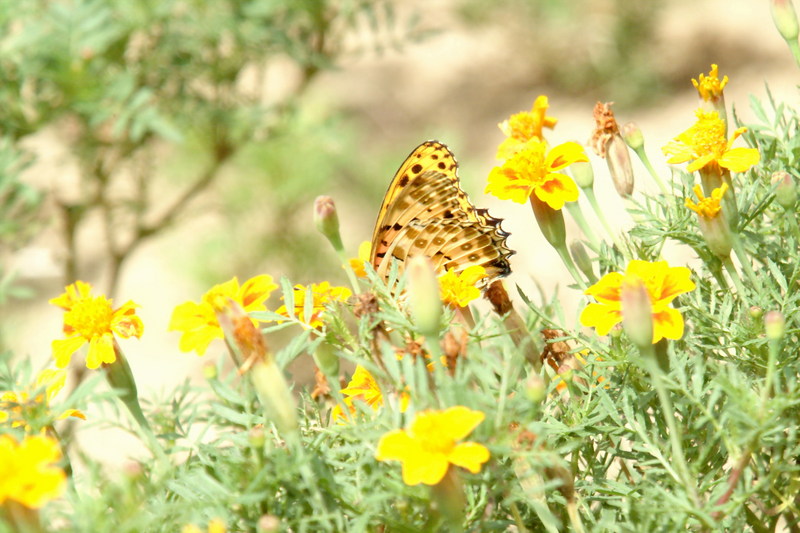 암끝검은표범나비(수컷) Argyreus hyperbius (Indian Fritillary Butterfly / Male); DISPLAY FULL IMAGE.