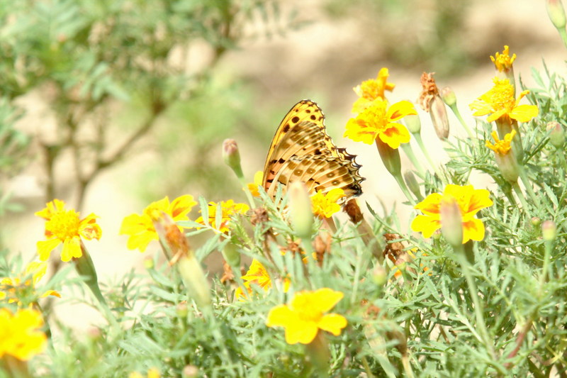 암끝검은표범나비(수컷) Argyreus hyperbius (Indian Fritillary Butterfly / Male); DISPLAY FULL IMAGE.