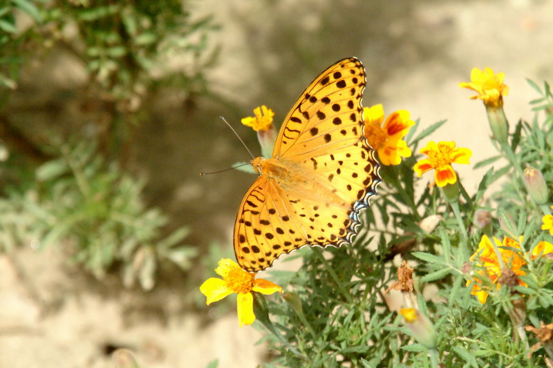 암끝검은표범나비(수컷) Argyreus hyperbius (Indian Fritillary Butterfly / Male); DISPLAY FULL IMAGE.