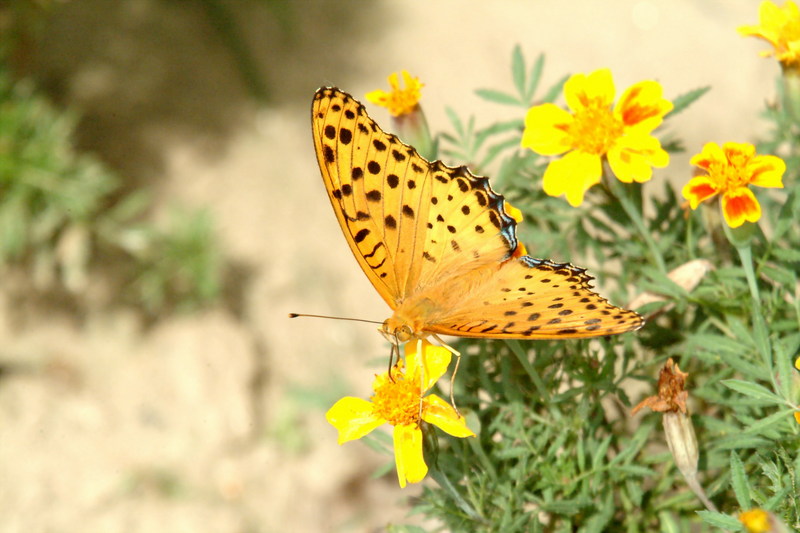 암끝검은표범나비(수컷) Argyreus hyperbius (Indian Fritillary Butterfly / Male); DISPLAY FULL IMAGE.