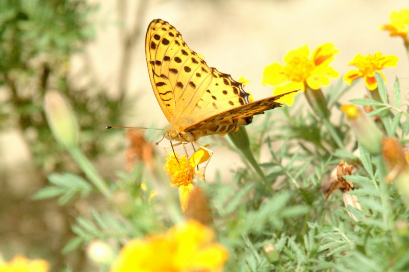 암끝검은표범나비(수컷) Argyreus hyperbius (Indian Fritillary Butterfly / Male); DISPLAY FULL IMAGE.