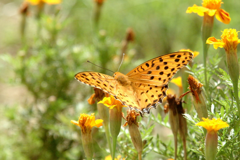 암끝검은표범나비(수컷) Argyreus hyperbius (Indian Fritillary Butterfly / Male); DISPLAY FULL IMAGE.