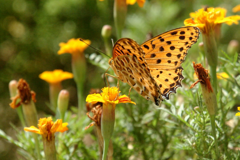 암끝검은표범나비(수컷) Argyreus hyperbius (Indian Fritillary Butterfly / Male); DISPLAY FULL IMAGE.