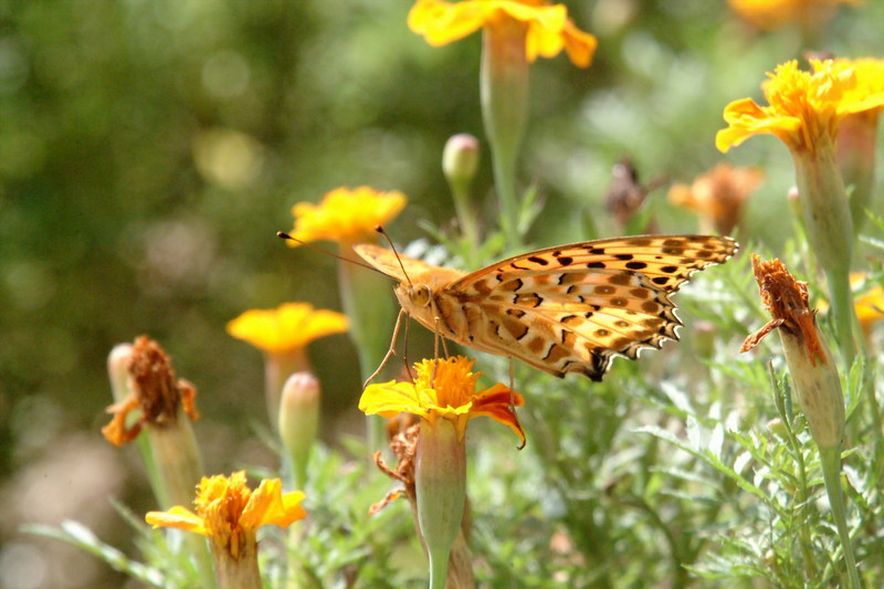 암끝검은표범나비(수컷) Argyreus hyperbius (Indian Fritillary Butterfly / Male); DISPLAY FULL IMAGE.