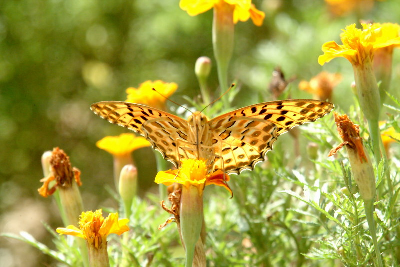 암끝검은표범나비(수컷) Argyreus hyperbius (Indian Fritillary Butterfly / Male); DISPLAY FULL IMAGE.