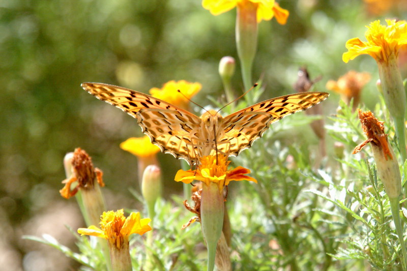 암끝검은표범나비(수컷) Argyreus hyperbius (Indian Fritillary Butterfly / Male); DISPLAY FULL IMAGE.