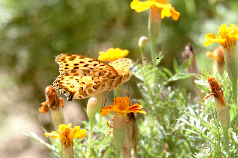 암끝검은표범나비(수컷) Argyreus hyperbius (Indian Fritillary Butterfly / Male); DISPLAY FULL IMAGE.