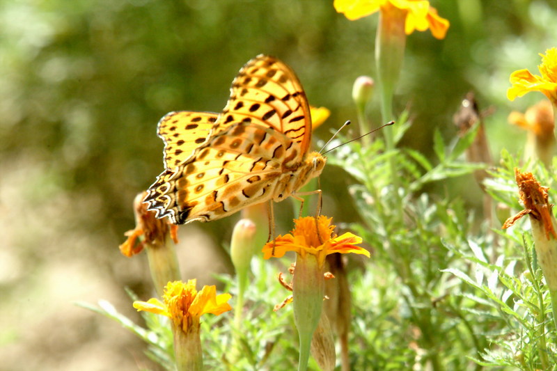 암끝검은표범나비(수컷) Argyreus hyperbius (Indian Fritillary Butterfly / Male); DISPLAY FULL IMAGE.