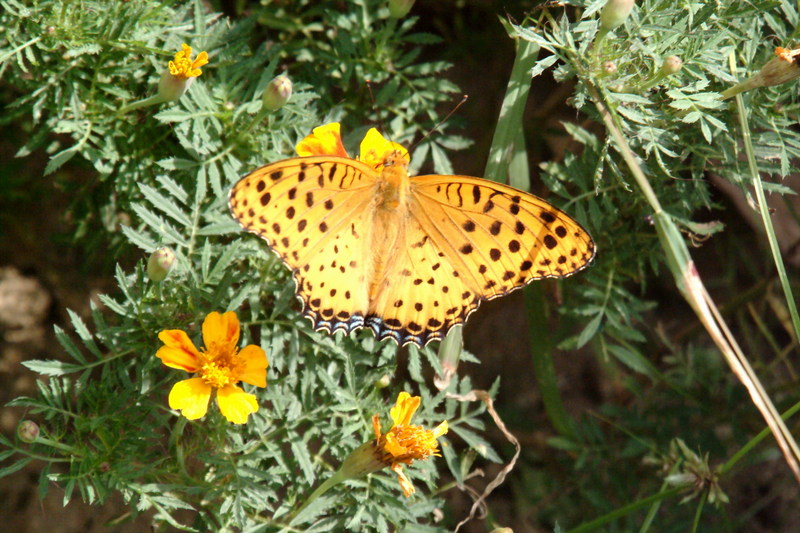 암끝검은표범나비(수컷) Argyreus hyperbius (Indian Fritillary Butterfly / Male); DISPLAY FULL IMAGE.