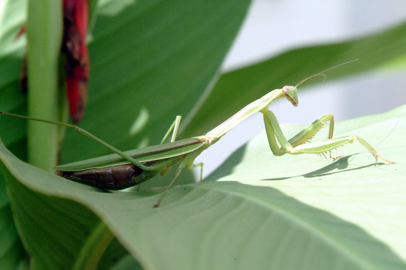 사마귀 (Praying Mantis); DISPLAY FULL IMAGE.